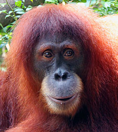 Endangered Orangutan