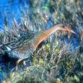 California Clapper Rail