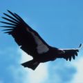 California Condor