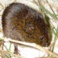 Florida Salt Marsh Vole