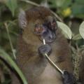 Greater Bamboo Lemur © CI, Haroldo Castro