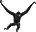 Endangered ape - Hainan Black-crested Gibbon © CI, Stephen Nash