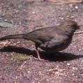 Inyo California Towhee