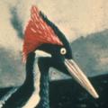 Ivory-billed Woodpecker