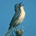 Kirtland's Warbler - J Payne, Bugwood