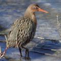 Light-footed Clapper Rail