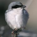 Loggerhead Shrike