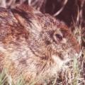 Lower Keys Marsh Rabbit