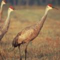 Mississippi Sandhill Crane