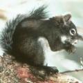 Mt Graham Red Squirrel