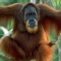 Endangered great ape - Sumatran Orangutan - Anup Shah