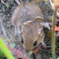 Pacific Pocket Mouse