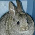 Riparian Brush Rabbit