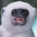 Silky Sifaka © CI, Russell A. Mettermeier