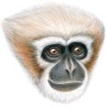 Endangered ape - Western Hoolock Gibbon © CI, Stephen Nash