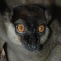 White-collared Lemur © CI, Russell A. Mettermeier