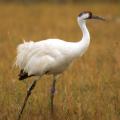 Whooping Crane