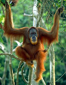 critically endangered Sumatran Orangutan - Anup Shah