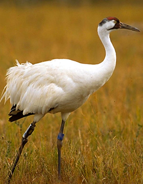 endangered animal - whooping crane