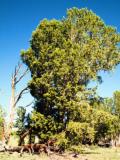 whitebark pine trees - Paul Bolsted, Bugwood